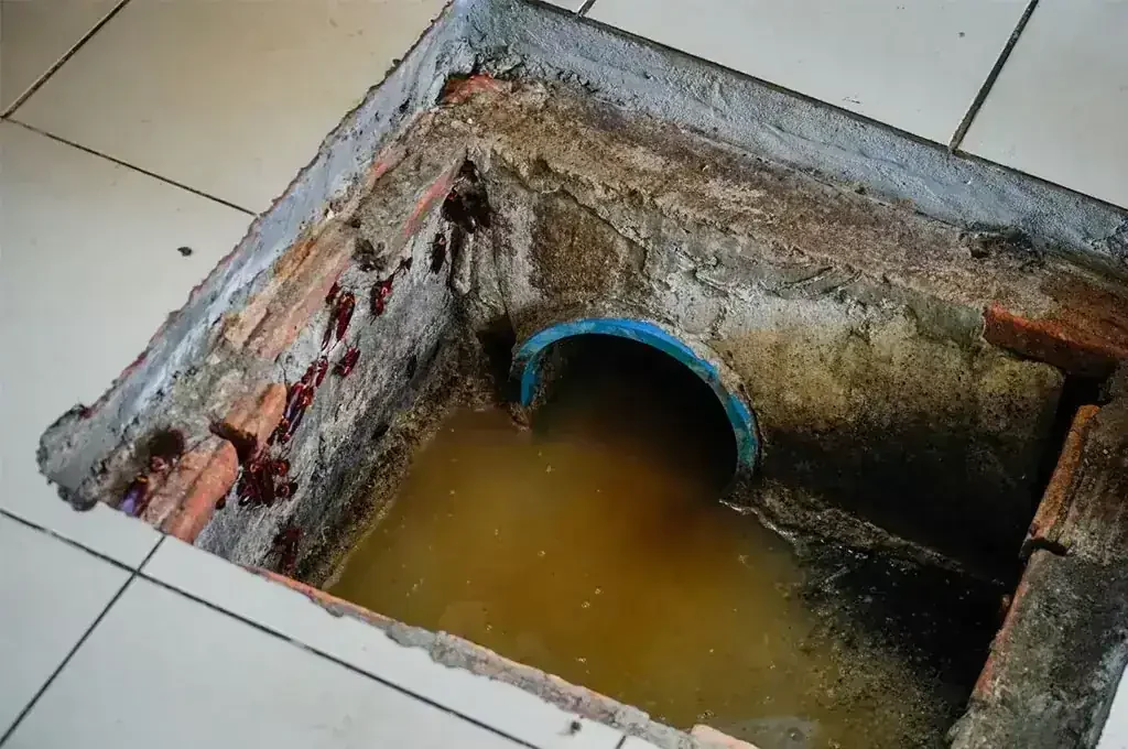 Ralo de esgoto aberto com água suja, cano azul e baratas na parede. Piso de azulejo ao redor